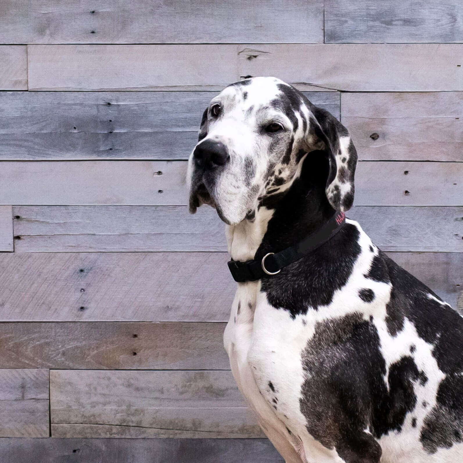 Large dog breed sitting 