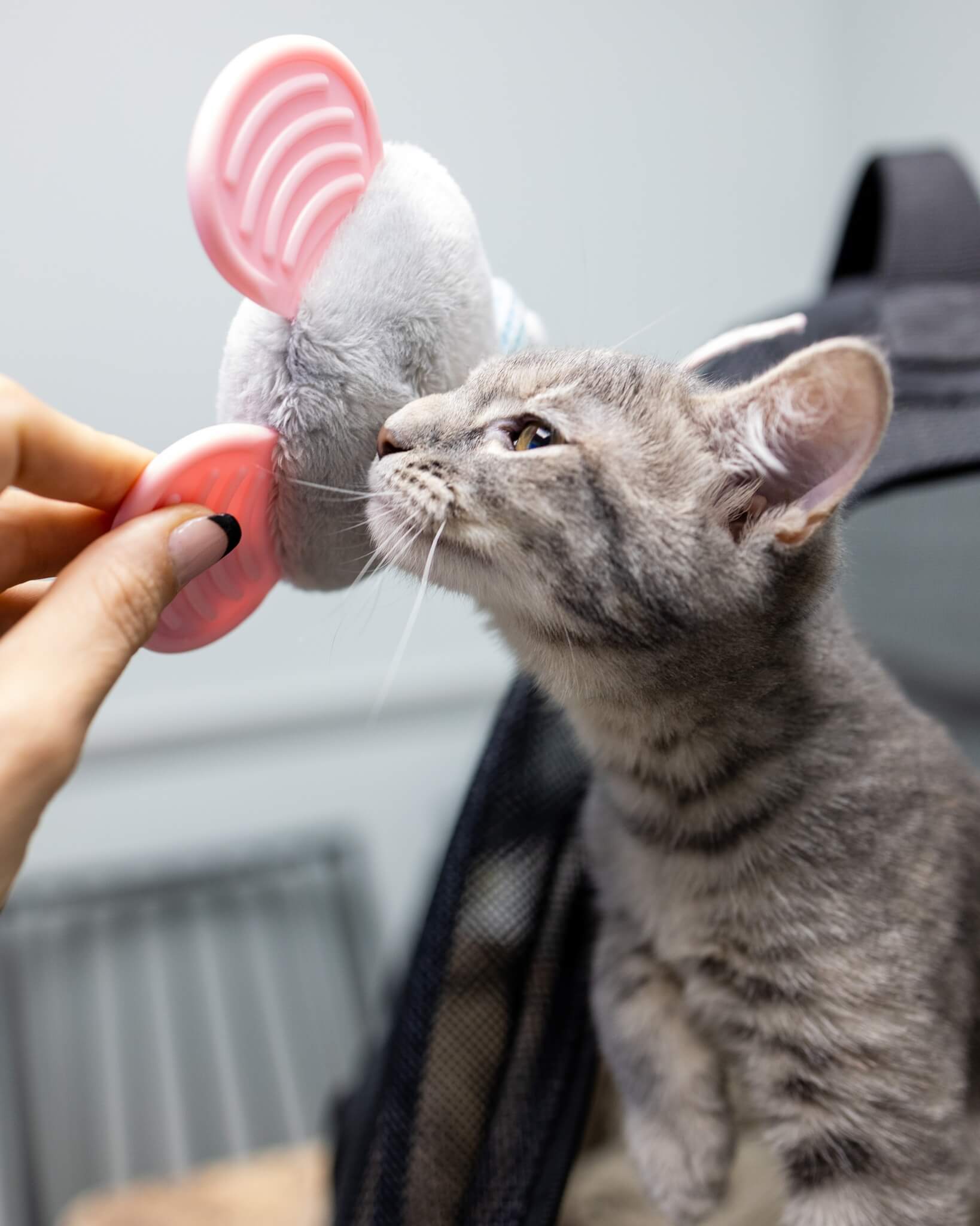 Kitten smelling toy 