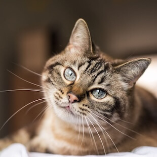 Cat Care in Kannapolis
