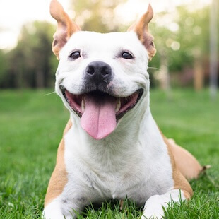 Dog Care in Kannapolis