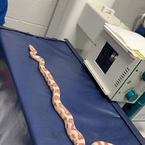 xray of snake xray of snake