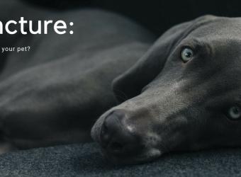 Getting to the Point: Is Acupuncture Right for Your Pet?