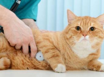 Annual Exams for Cats: Why They’re Just as Important as Dog Checkups