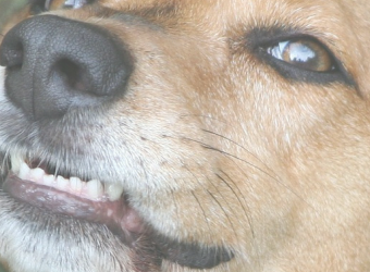 Top 5 Reasons to Consider a Professional Pet Dental Cleaning