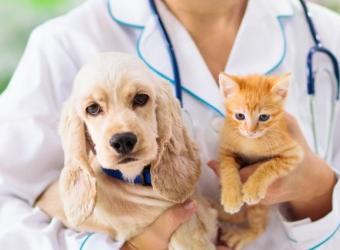 What Bloodwork Can Teach You About Your Pet's Health