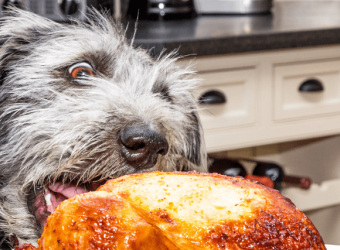 Thanksgiving Pet Hazards to Avoid this Holiday Season